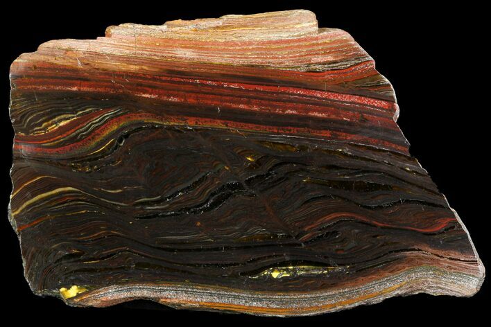 Polished Tiger Iron Stromatolite - ( Billion Years) #75841
